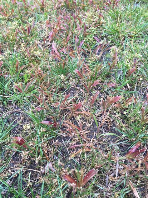 Broadleaf Weeds In Lawn