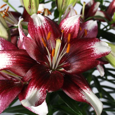 Passion Lily Push Off Close Up Beautiful Flowers Patio Plants Flowers