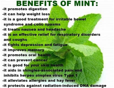 Know About Impressive Benefits Of Mint My Health Only
