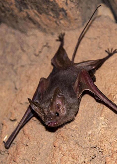 39 Vampire Bat Facts All 3 Species Tiny Heat Sensing Flying Mammals