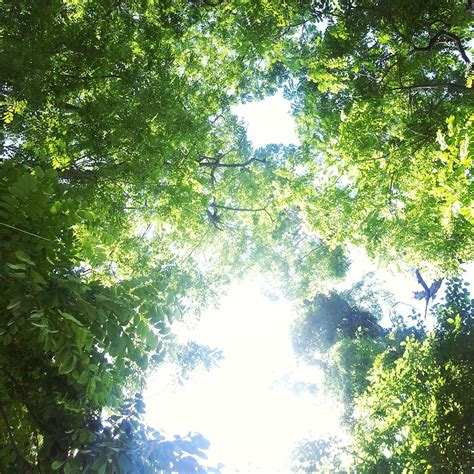 Opening To The Sky Through A Covering Of Green Trees Stockfreedom