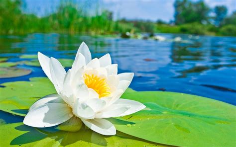 Water Lilies Wallpapers Wallpaper Cave