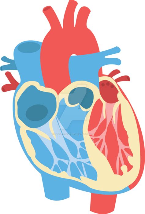Human Heart Diagram By Classy Human Heart Vector Png 734x1087 Png