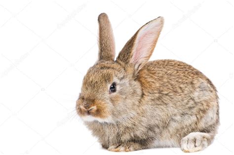 One Young Brown Rabbit — Stock Photo © Kalinovsky 5418468