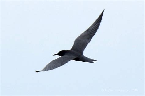 Black Tern Big Year Birding