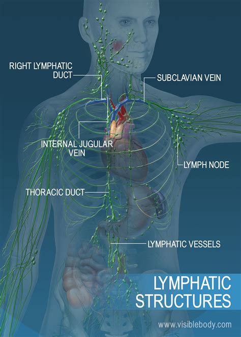 Lymphatic System Pictures