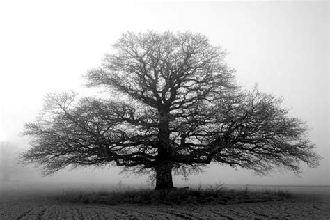 Tree In The Mist Photographic Print At