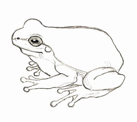 Coloring Page Tree Frog In 2020 Frog Drawing Frog Sketch Frog