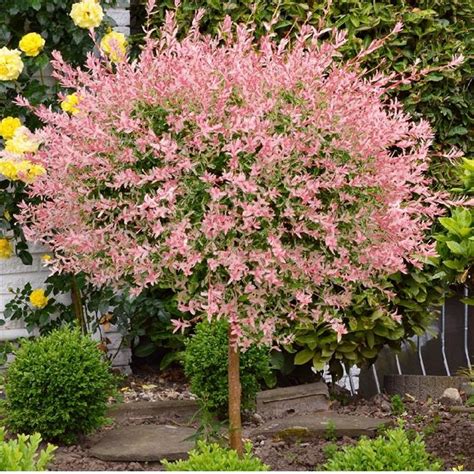 Willow Tree Pink Flowers 19 Species Of Weeping Trees Its Wood Is