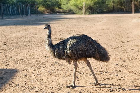 Little Karoo Western Cape South Africa Emu Safari Ostrich Farm