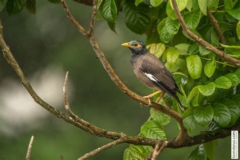 Project Manumanu Vuka Photos Of All Birds Of Fiji Livingdreamstv