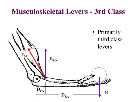 Ppt Levers In Musculoskeletal System Powerpoint Presentation Free Download Id 6956538