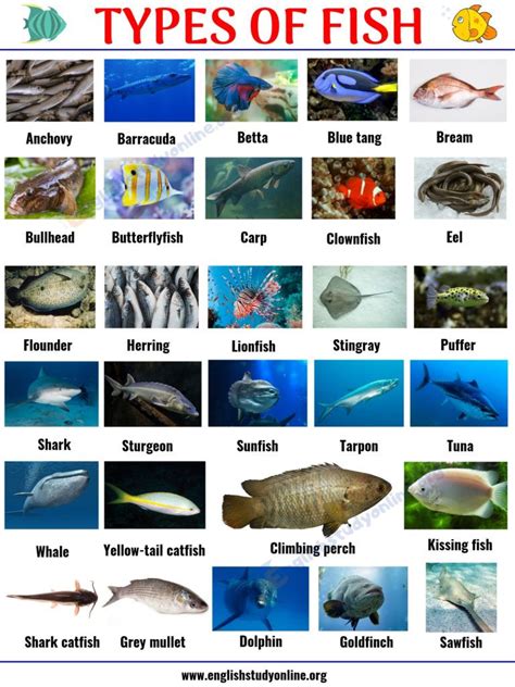 List Of Fish Names And Pictures