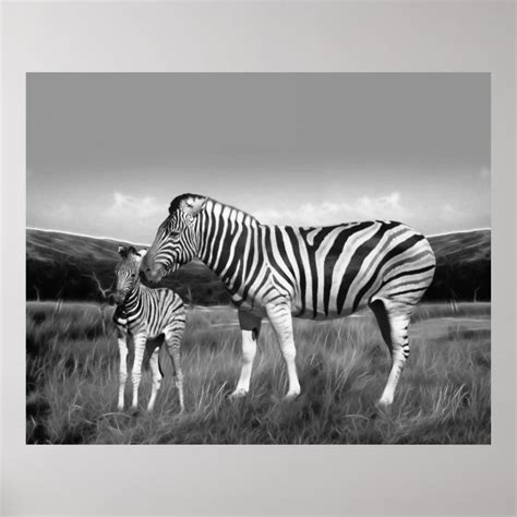 Baby Zebra And Mom Poster Zazzle