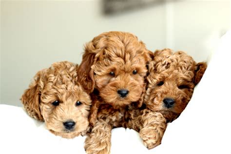 Golden River Puppies Miniature Goldendoodle Puppy