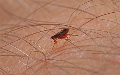 Flea Identification And Prevention A Guide To Fleas