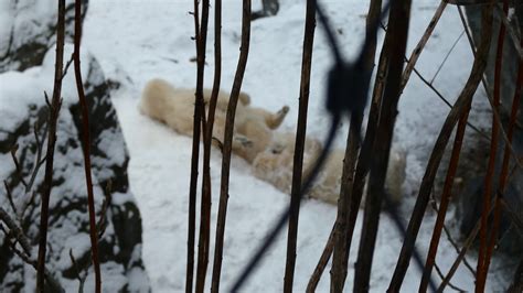 Spielen Im Schnee Eis Polar Bear Play Exhibit Eisb R Finja B R Vienna