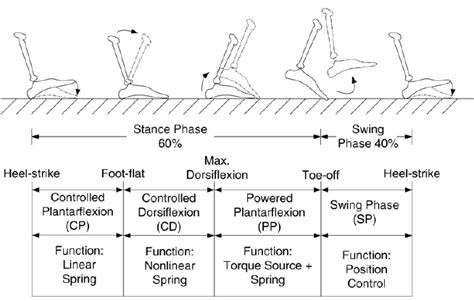 Normal Human Biomechanics Divided Into Phases And Sub Phases 14