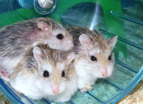Yes, hamsters can eat banana. Can Hamsters Eat Bananas? - Pets Info Center