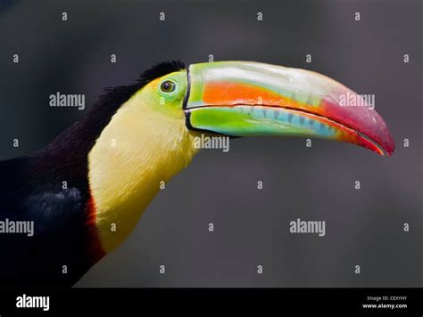Rainbow Billed Toucan Ramphastos Sulfuratus Also Known As Keel