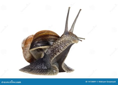 Funny Snail Stock Image Image Of Macro Slimy Gastropod 14738891