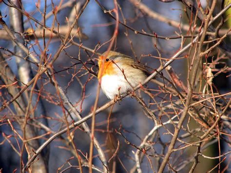 Fotos Gratis Naturaleza Rama Pájaro Flor Fauna Silvestre Arbusto