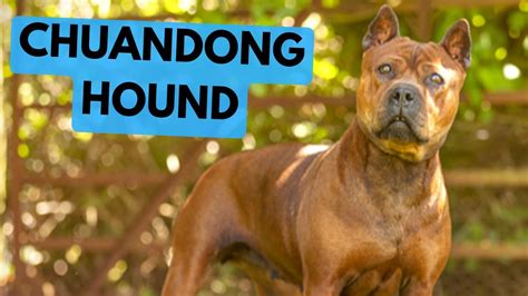 Chuandong Hound TOP Interesting Facts YouTube