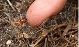 Images of Termite Bites
