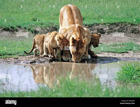 Leona Y Sus Crías De Beber En La Piscina Parque Nacional Serengueti