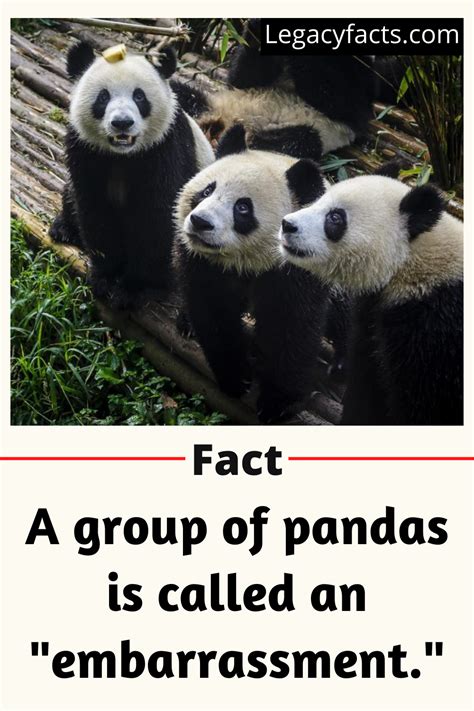 60 Facts About Panda Legacy Facts Panda Animal Facts Panda Facts