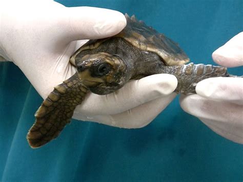 Meet A Sea Turtle Veterinarian Vet Set Go