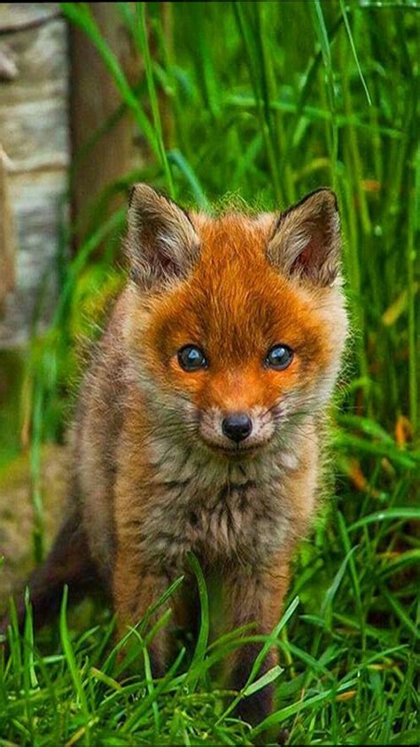 Baby Fox Cute Creatures Beautiful Creatures Animals Beautiful Fox