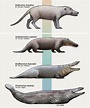 The evolution of the whale from walking on land to swimming in the sea ...