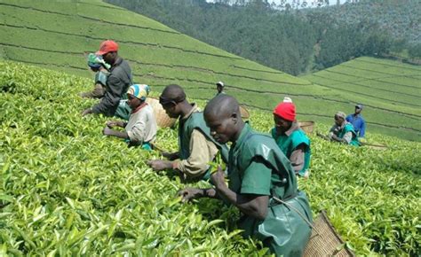 Malawi Tea Farmers To Open Fertilizer Making Factory