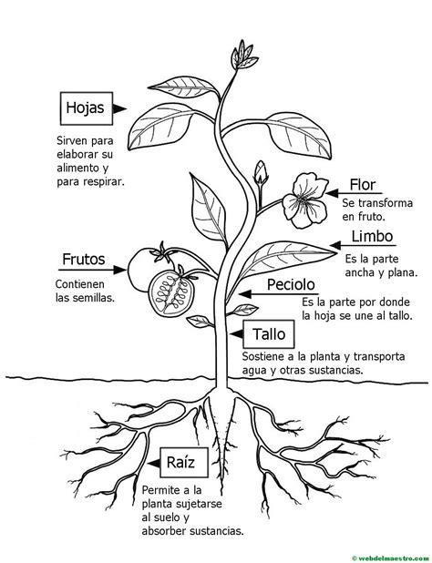 Partes De Una Planta Para Colorear Web Del Maestro