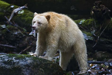 Spirit Bears Of The Great Bear Rainforest Paul Nicklen Spirit Bear