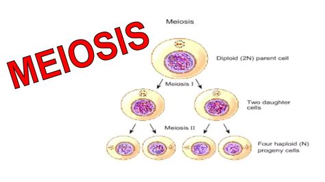 Mitosis And Meiosis Mitosis Meiosis Mitosis Meiosis