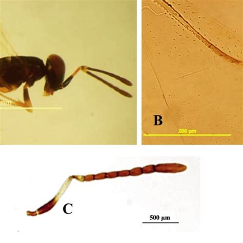 Charitopus Sp A Female Lateral View B Forewing Venation C