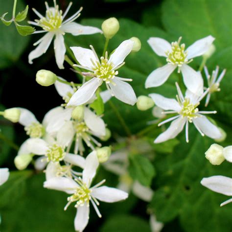 Virgins Bower Clematis Clematis Virginiana Seeds Wild Seed Project