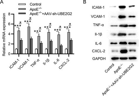 Ube2g2 Knockdown Inhibits The Inflammatory Pathway A And B Rt Qpcr And