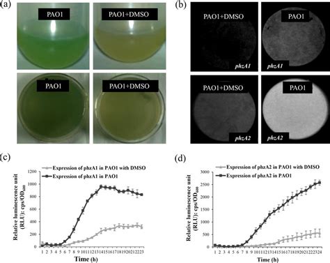 Inhibition Of Pyocyanin Production By Dmso In P Aeruginosa A Color