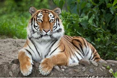 Siberian Interesting Tiger Tigers Animals Facts Species