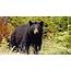 Pa Bear Harvest Lowest In 11 Years But Includes 4 York County Bears