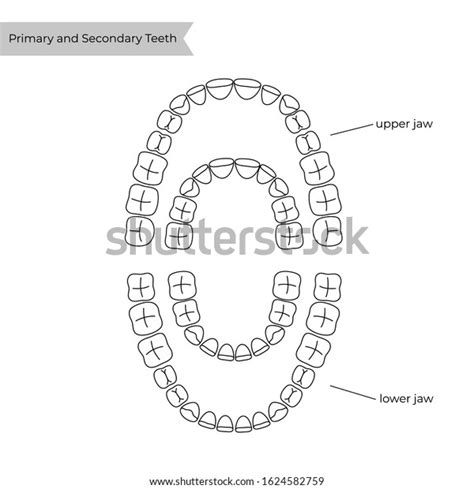 vector isolated illustration permanent temporary teeth stock vector royalty free 1624582759