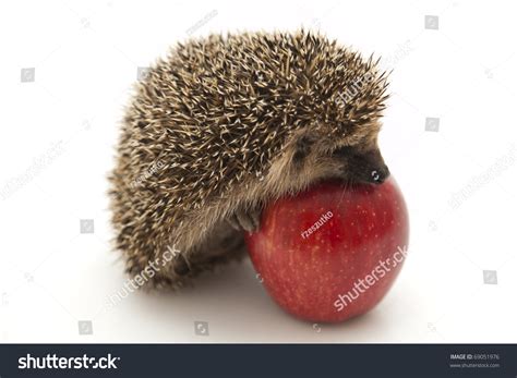 Pretty Little Hedgehog Sitting On White Stock Photo 69051976 Shutterstock