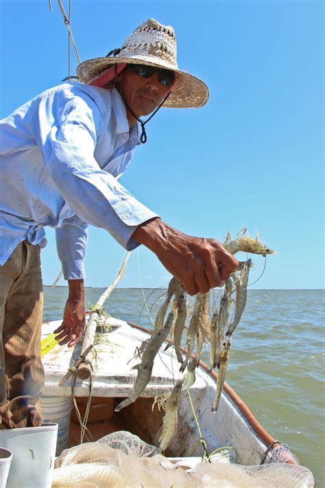 Anuncia Agricultura Levantamiento De Veda Para La Pesca De Camarón En