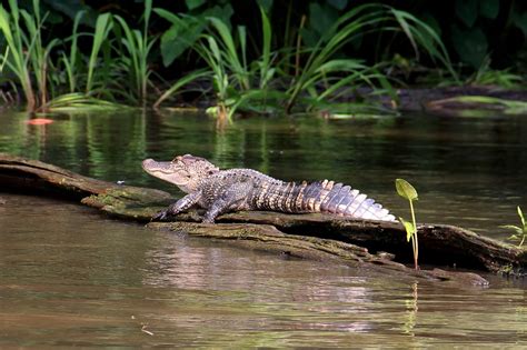 Alligator Swamp Bayou Free Photo On Pixabay Pixabay