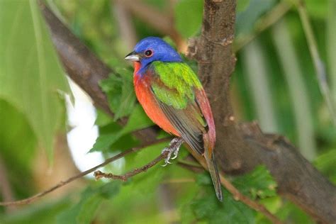 The Most Beautiful Colorful Birds Of The World Animals Zone