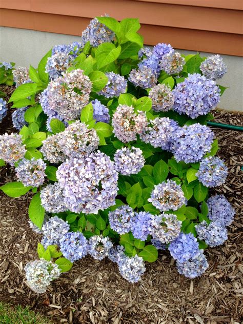 This allows you give a hydrangea plant to a friend or. Two It Yourself: How to dry hydrangeas