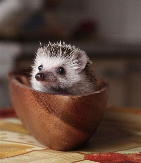 432 Best ️hedgehog Love ️ Images On Pinterest Hedgehogs